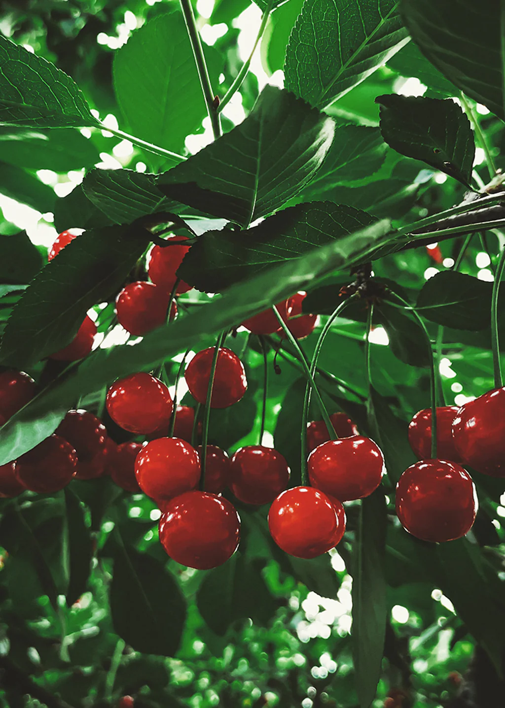 Parfum pour diffuseur - CERISE FESTIVE – Image 3